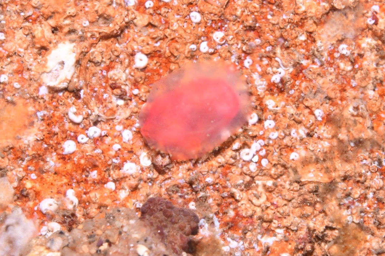 Ascidia mentula Müller, 1776