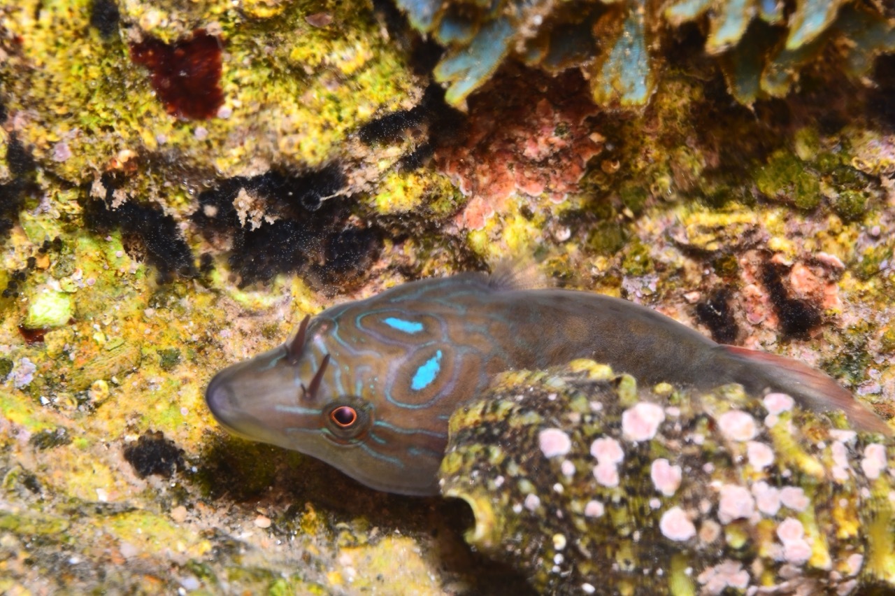 Shore clingfish (Lepadogaster lepadogaster) — Gobiesocidae
