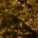 Biofouling - Photo (c) xavi salvador costa, some rights reserved (CC BY-NC), uploaded by xavi salvador costa