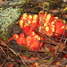 Cytinus hypocistis - Photo (c) Tomás Blasco, some rights reserved (CC BY-NC), uploaded by Tomás Blasco