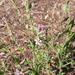 Silene neglecta - Photo (c) Vicenç Roig Vidal, some rights reserved (CC BY-NC), uploaded by Vicenç Roig Vidal