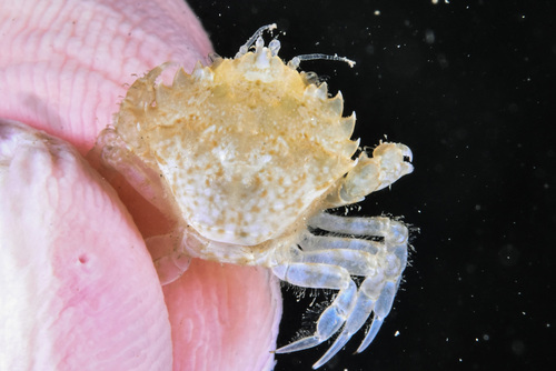 Toothed Crab - Photo (c) xavi salvador costa, some rights reserved (CC BY-NC)