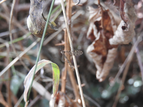 Sixspot Cranefly - Photo (c) piripip, some rights reserved (CC BY-NC)