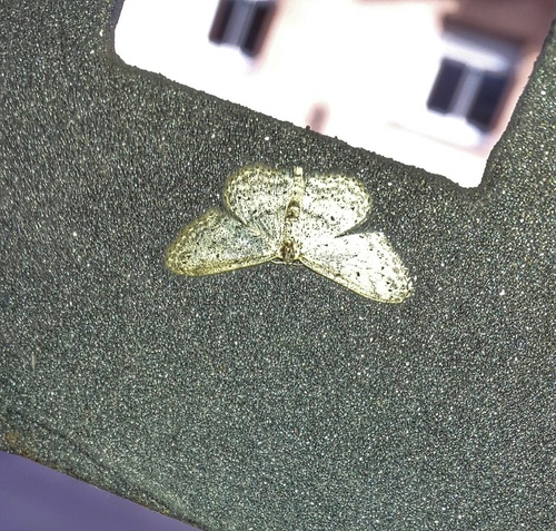 Small Dusty Wave - Photo (c) piripip, some rights reserved (CC BY-NC)