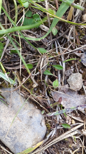 Harvestmen - Photo (c) piripip, some rights reserved (CC BY-NC)