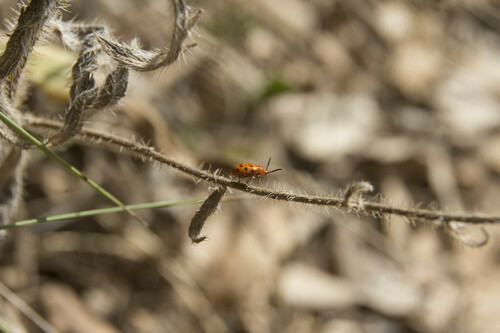 Crioceris - Photo (c) piripip, some rights reserved (CC BY-NC)