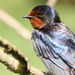 Barn Swallow - Photo (c) Albert Vim Quintana, some rights reserved (CC BY), uploaded by Albert Vim Quintana