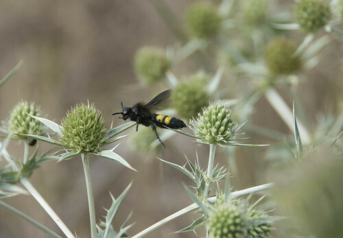 Hairy Scoliid Wasp - Photo (c) piripip, some rights reserved (CC BY-NC)