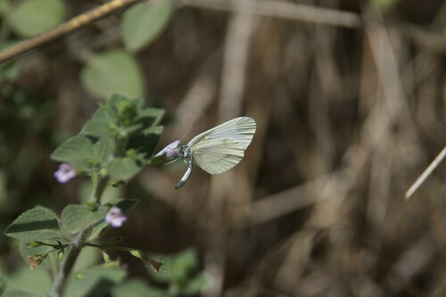 Wood White - Photo (c) piripip, some rights reserved (CC BY-NC)
