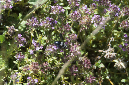 Ashy Mining Bee - Photo (c) piripip, some rights reserved (CC BY-NC)