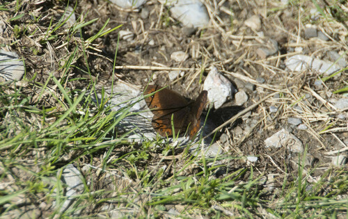 Piedmont Ringlet - Photo (c) piripip, some rights reserved (CC BY-NC)