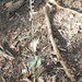 Epipactis kleinii - Photo (c) Vicenç Roig Vidal, some rights reserved (CC BY-NC), uploaded by Vicenç Roig Vidal