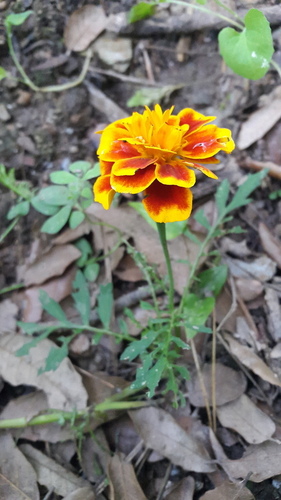 Marigolds - Photo (c) piripip, some rights reserved (CC BY-NC)