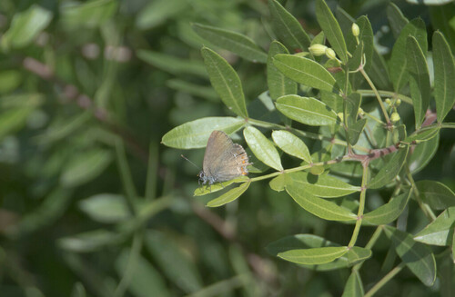 False Ilex Hairstreak - Photo (c) piripip, some rights reserved (CC BY-NC)