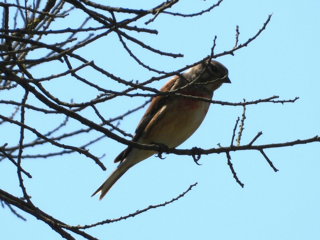 Linnets and Twite - Photo (c) Vicenç Roig Vidal, some rights reserved (CC BY-NC), uploaded by Vicenç Roig Vidal