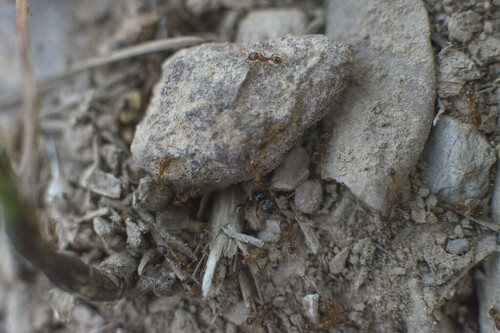 Immigrant Pavement Ant - Photo (c) piripip, some rights reserved (CC BY-NC)