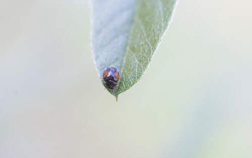 Redflanked Scymnus (Genus Scymnus) · MINKA