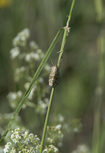 Evergestis frumentalis - Photo (c) piripip, some rights reserved (CC BY-NC)