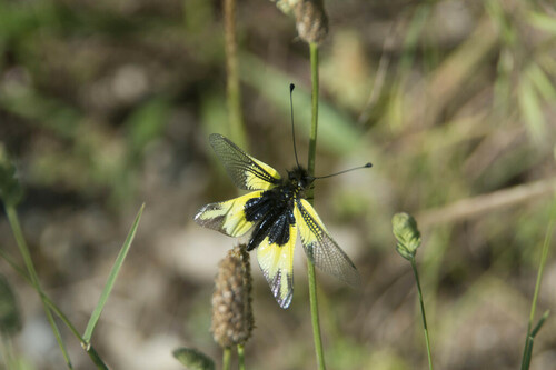 Libelloides cunii - Photo (c) piripip, some rights reserved (CC BY-NC)