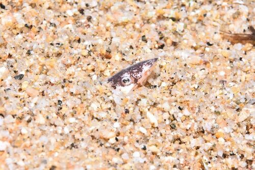 European Finless Eel - Photo (c) xavi salvador costa, some rights reserved (CC BY-NC)