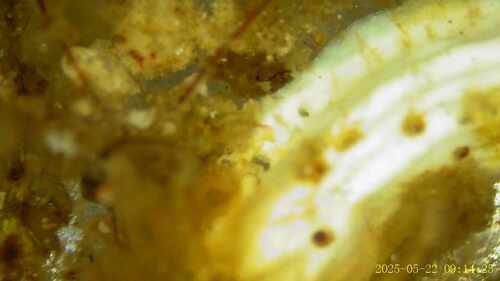 Pomatoceros triqueter