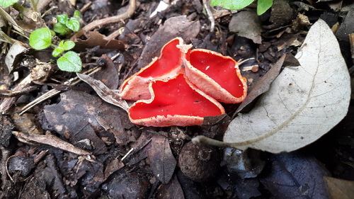 Scarlet Cup - Photo (c) piripip, some rights reserved (CC BY-NC)