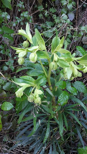 Hellebores - Photo (c) piripip, some rights reserved (CC BY-NC)