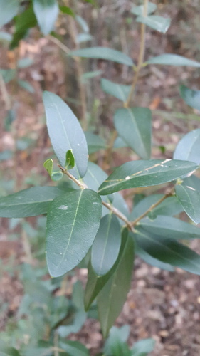 Green Olive Tree - Photo (c) piripip, some rights reserved (CC BY-NC)
