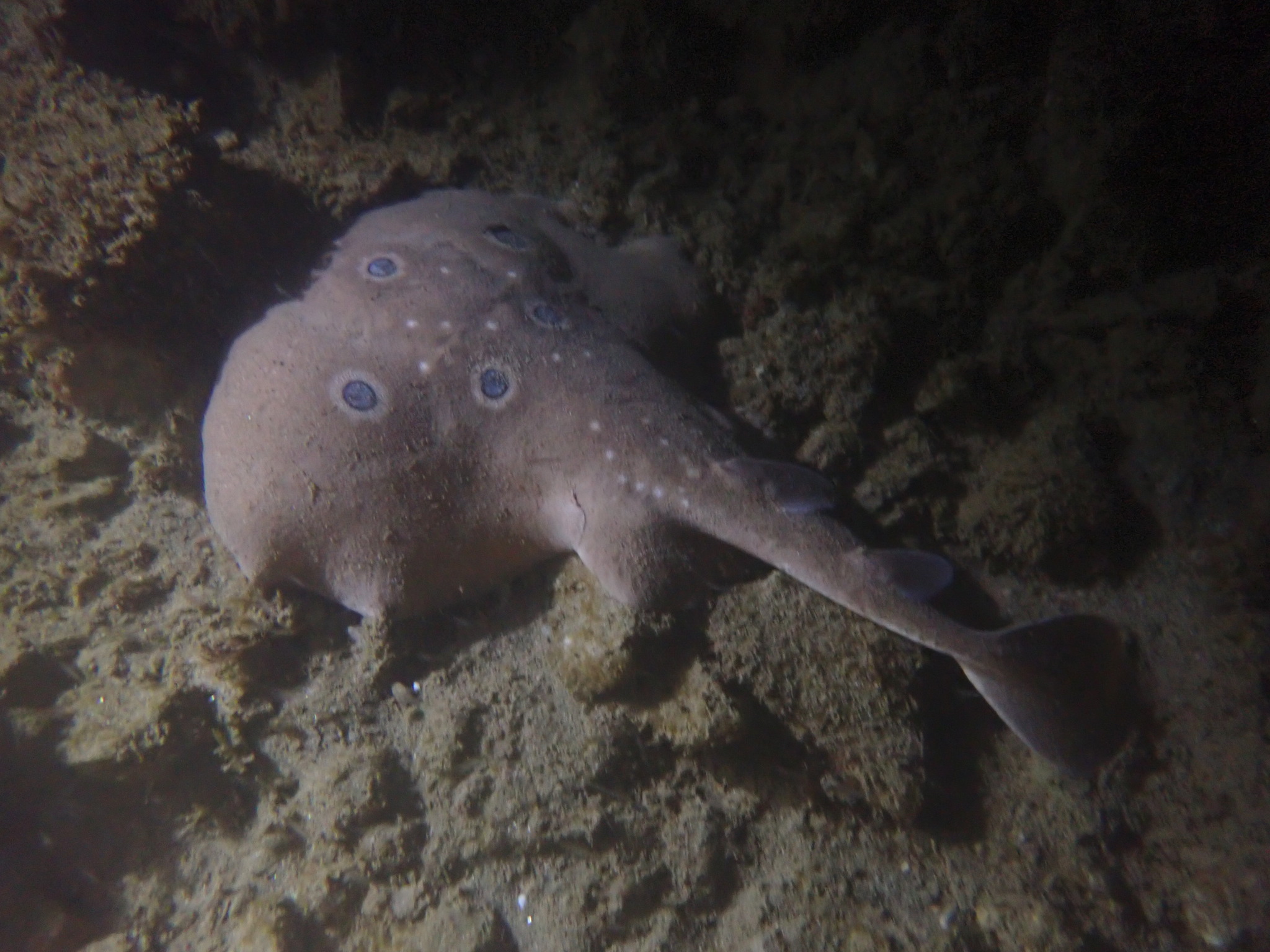 Common torpedo (Torpedo torpedo) — Torpedinidae — 4