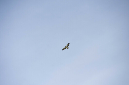 Booted Eagle - Photo (c) piripip, some rights reserved (CC BY-NC)