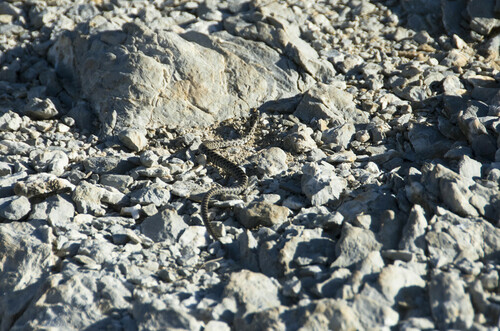 Horseshoe Whip Snake - Photo (c) piripip, some rights reserved (CC BY-NC)