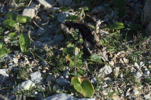 Friar's-Cowl - Photo (c) piripip, some rights reserved (CC BY-NC)