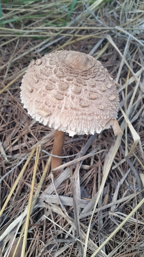 Parasol - Photo (c) piripip, some rights reserved (CC BY-NC)