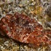 Decapods - Photo (c) xavi salvador costa, some rights reserved (CC BY-NC), uploaded by xavi salvador costa
