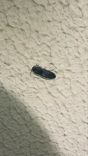 Lacon punctatus - Photo (c) piripip, some rights reserved (CC BY-NC)