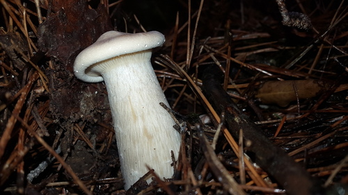 Infundibulicybe - Photo (c) piripip, some rights reserved (CC BY-NC)