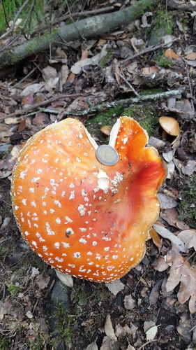 Fly Agaric - Photo (c) piripip, some rights reserved (CC BY-NC)