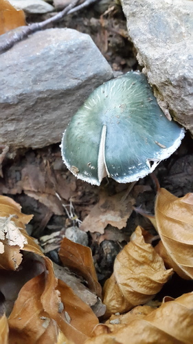 Verdigris Agaric - Photo (c) piripip, some rights reserved (CC BY-NC)