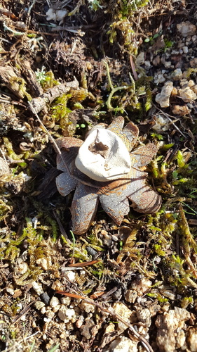 Hygroscopic Earthstar - Photo (c) piripip, some rights reserved (CC BY-NC)