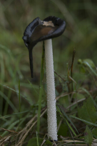 Magpie Inkcap - Photo (c) piripip, some rights reserved (CC BY-NC)