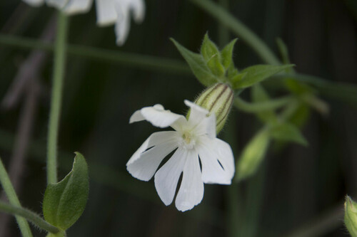 White Campion - Photo (c) piripip, some rights reserved (CC BY-NC)