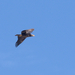 Haliaeetus leucocephalus - Photo (c) Jaume Piera, some rights reserved (CC BY-NC), uploaded by Jaume Piera