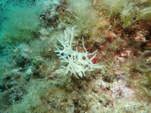 Chrysymenia ventricosa - Photo (c) ramonservitje, some rights reserved (CC BY-NC)