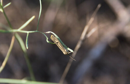 Feathered Footman - Photo (c) piripip, some rights reserved (CC BY-NC)