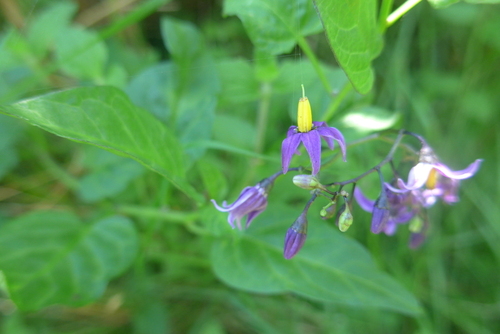 Bittersweet Nightshade - Photo (c) piripip, some rights reserved (CC BY-NC)