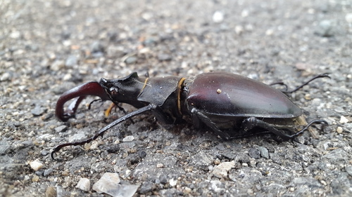 European Stag Beetle - Photo (c) piripip, some rights reserved (CC BY-NC)