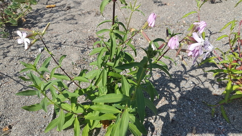 Common Soapwort - Photo (c) piripip, some rights reserved (CC BY-NC)