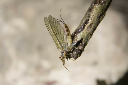 Mayflies - Photo (c) piripip, some rights reserved (CC BY-NC)