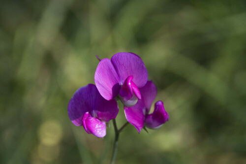 Broad-leaved Sweet Pea - Photo (c) piripip, some rights reserved (CC BY-NC)