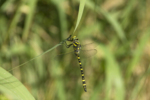 Golden-ringed Dragonfly - Photo (c) piripip, some rights reserved (CC BY-NC)
